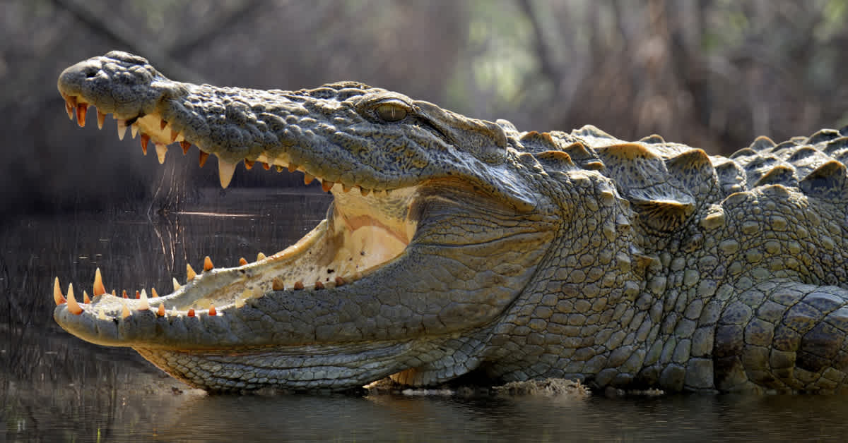 Telemetry crocodile image with title
