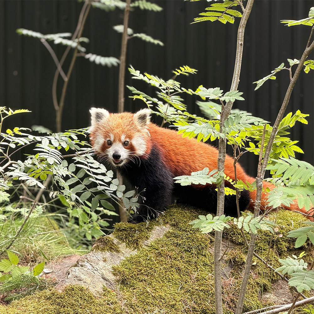 En röd panda står på en mossbeklädd sten, omgiven av gröna växter och tunna trädgrenar, och tittar mot kameran.