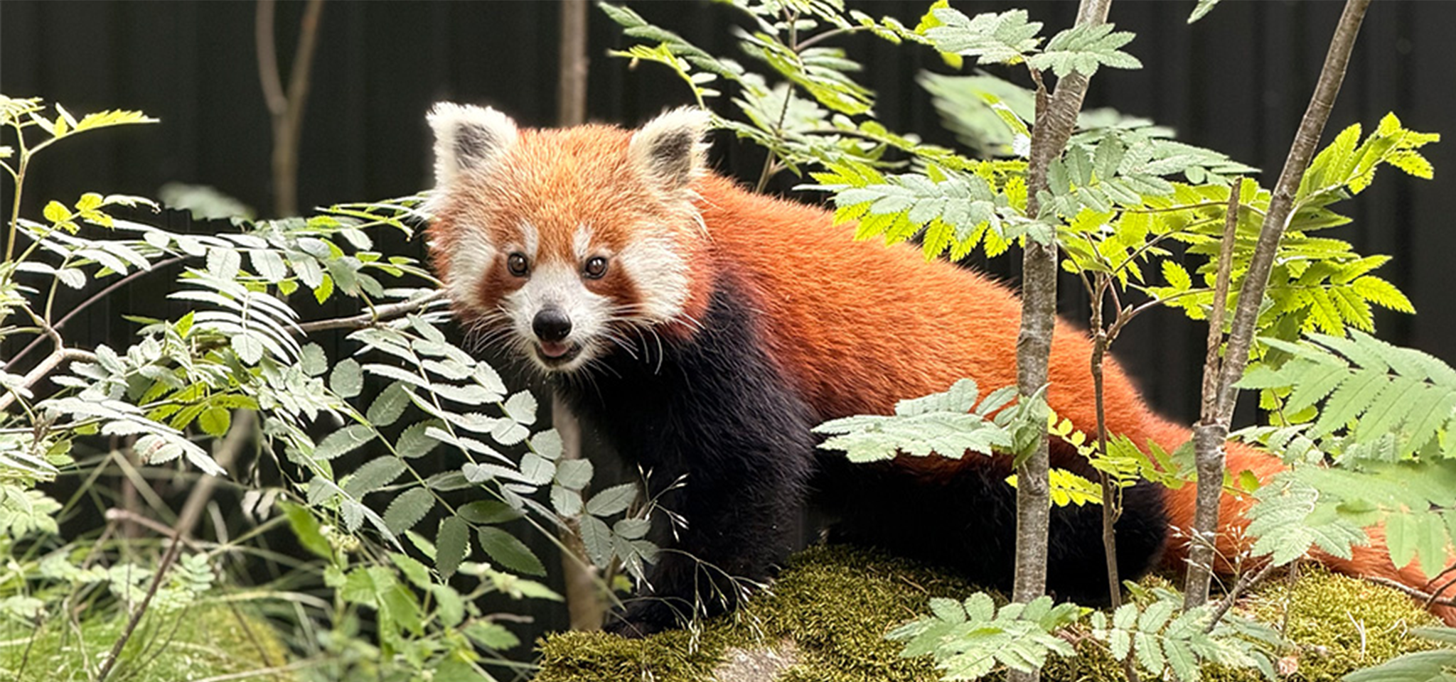 En rödpanda med rödbrun päls och en buskig svans står på en mossig mark, omgiven av gröna växter och tunna trädgrenar.