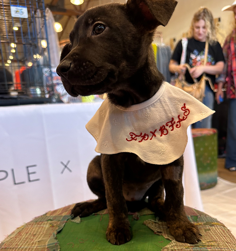 Finding Forever Homes