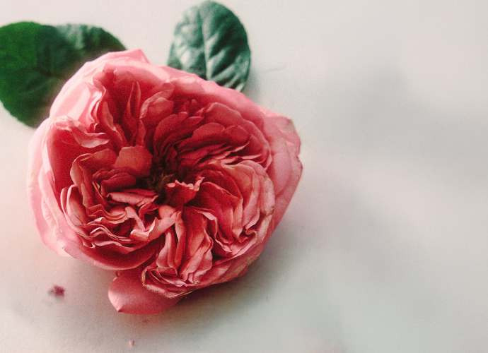 Shop By Fragrance: Floral