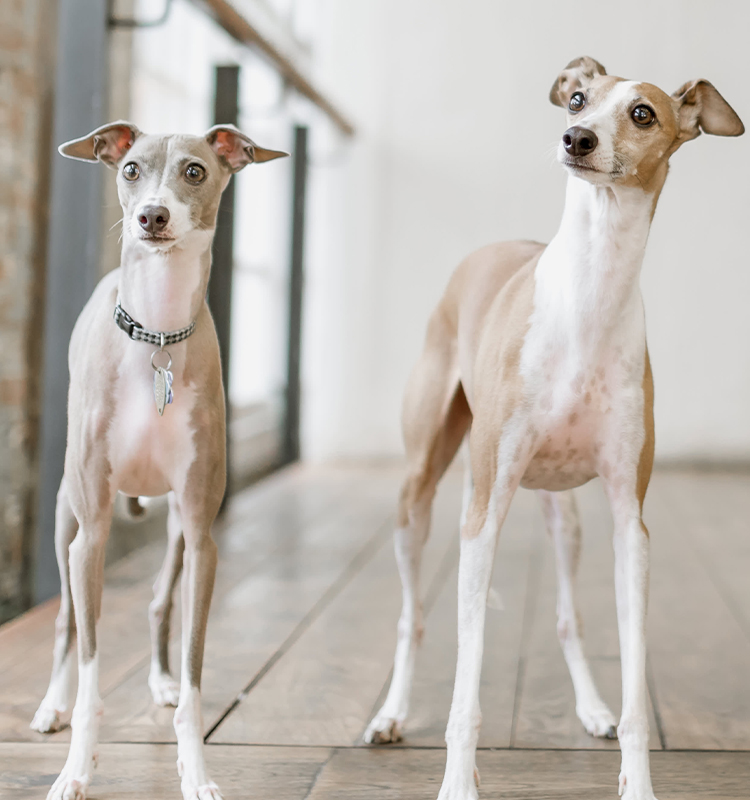 Free People x Best Friends Animal Society