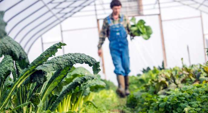 Picture of a student working in a greenhouse. 