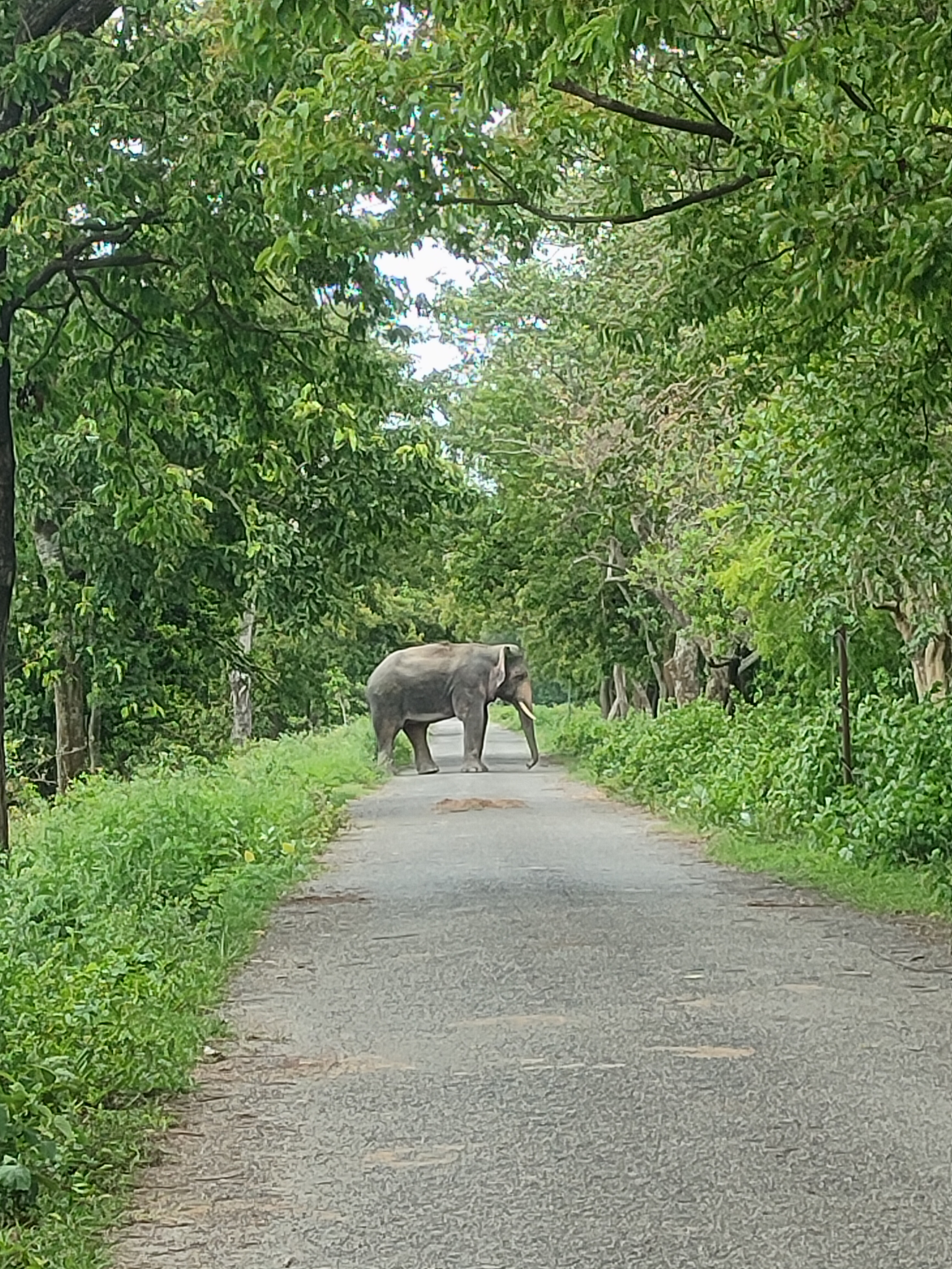 Elephant 