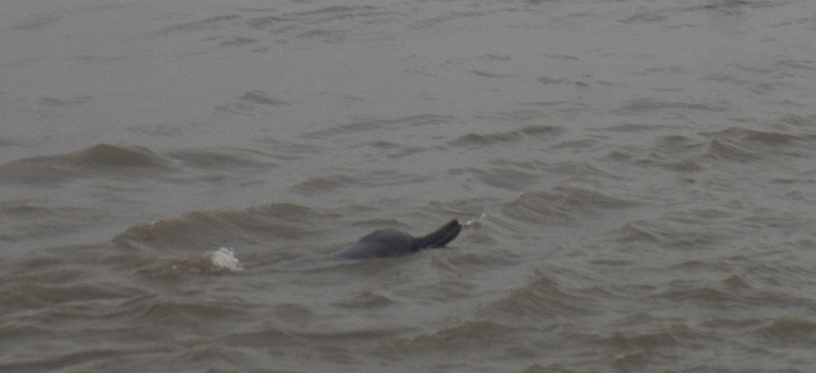 Dolphin