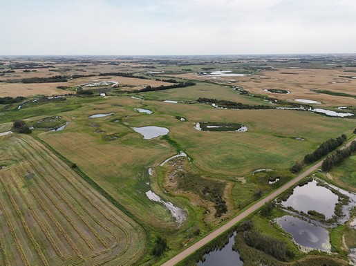 Young Farmland Tender By Auction