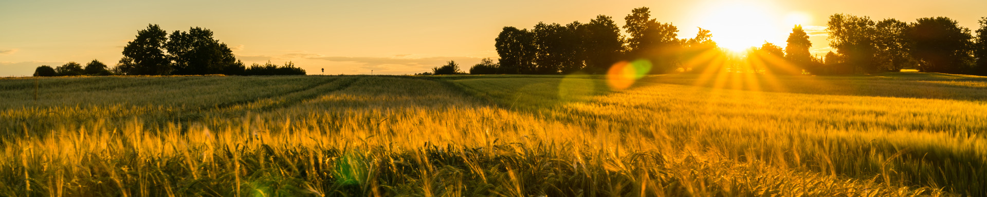 J&S Purvis Farms Ltd