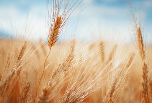 Vanstone Farmland Tender By Auction