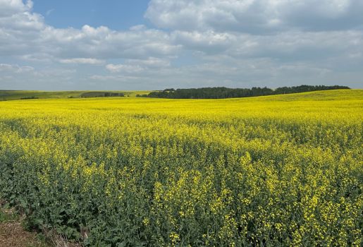 Melfort Farmland Tender By Auction