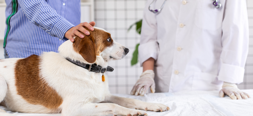 Can you get a loan to pay a vet bill?