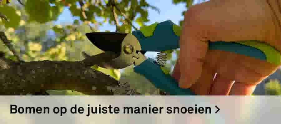 Bomen op de juiste manier snoeien