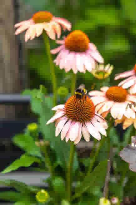 Bloemen oogsten Pluk je Geluk