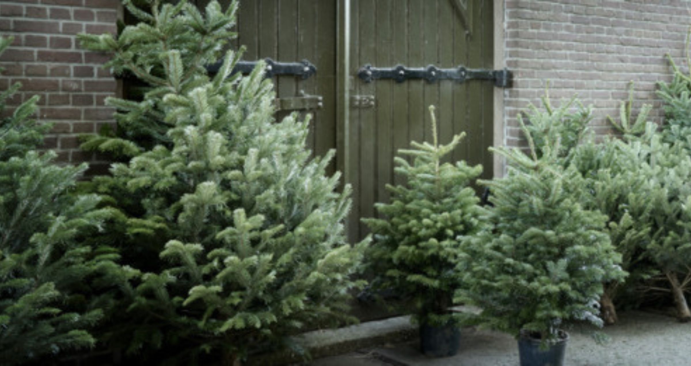 Meerdere kerstbomen staan voor een groene houten deur met zwarte scharnieren, tegen een bakstenen muur.