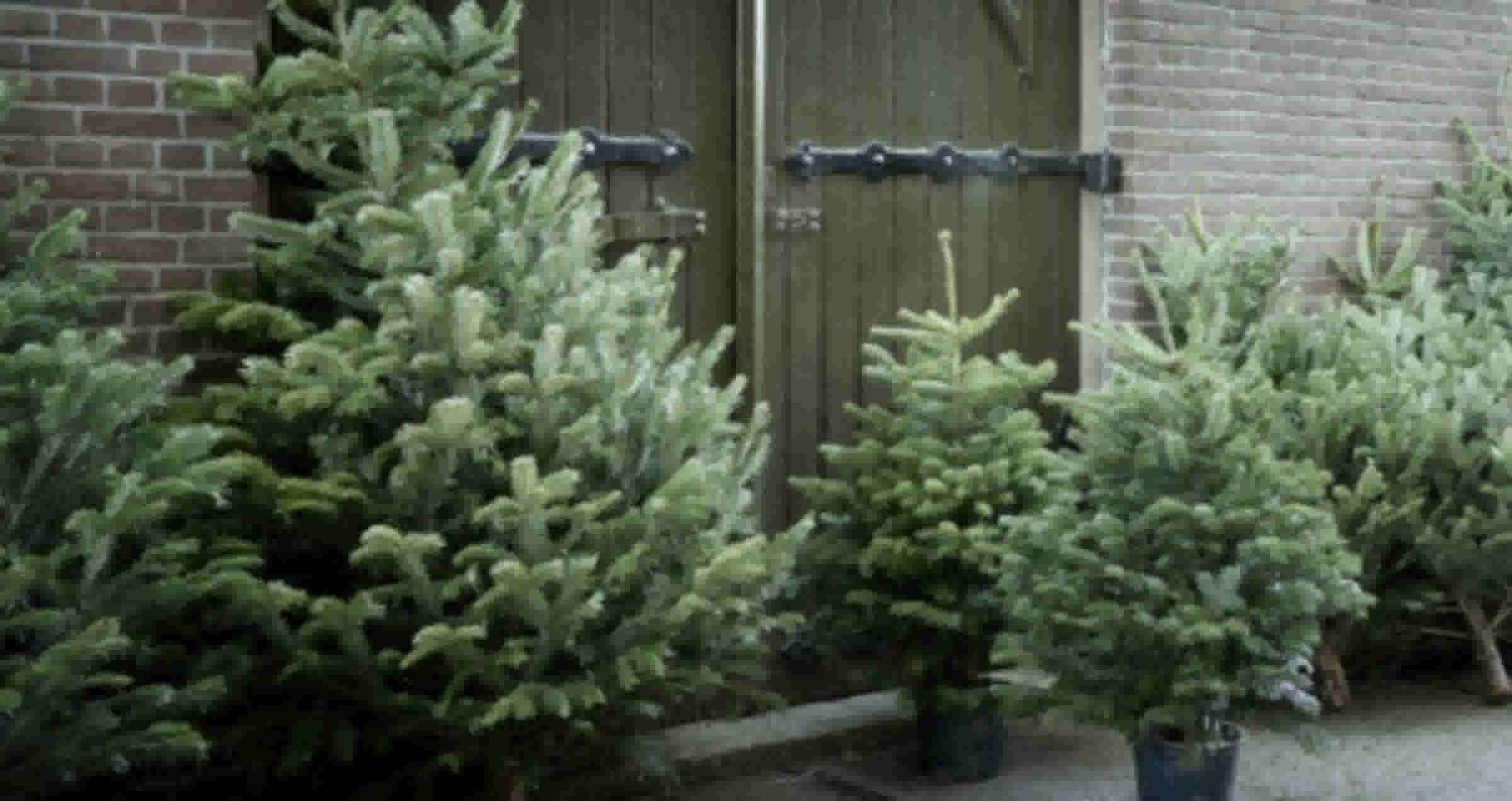 Meerdere kerstbomen staan voor een groene houten deur met zwarte scharnieren, tegen een bakstenen muur.
