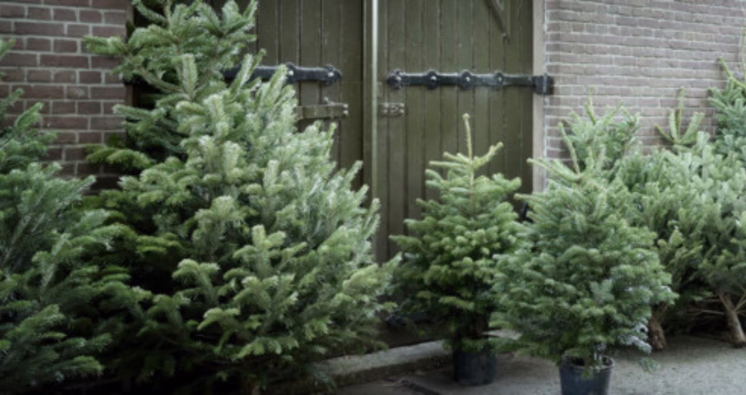 Je kerstboom verzorgen als een pro: zo blijft jouw boom lang mooi