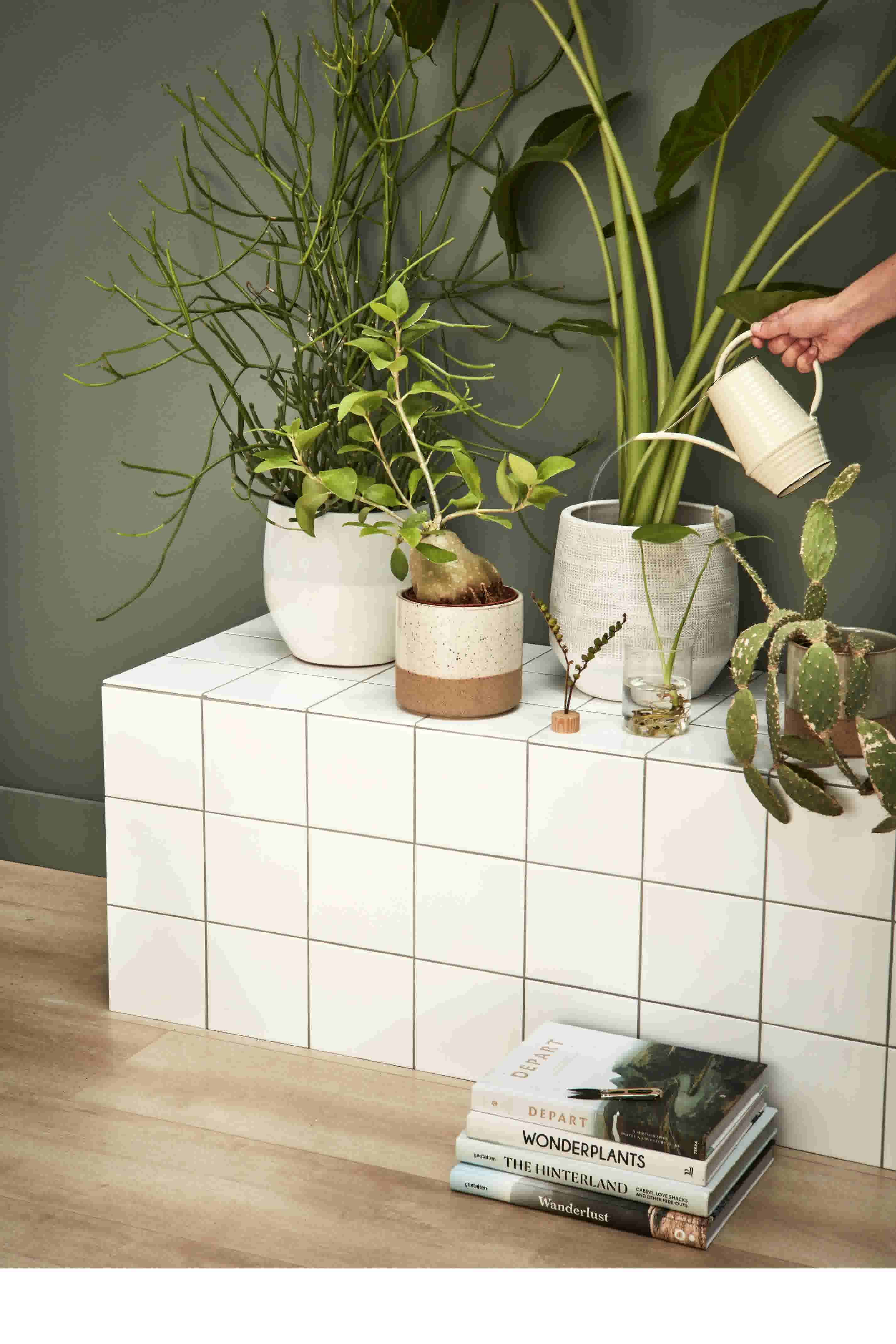 bekennen Observeer sturen Groen in huis: woonkamer stylen met kamerplanten | Karwei