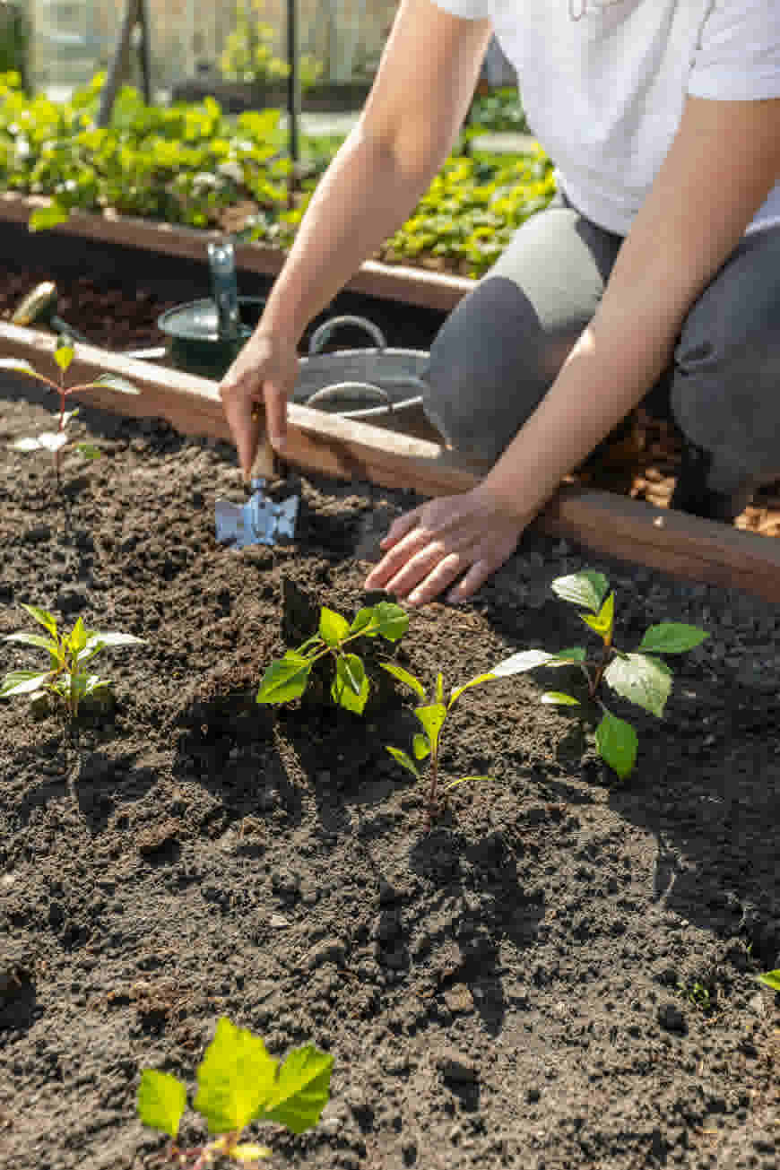 De basis voor je moestuinplantjes