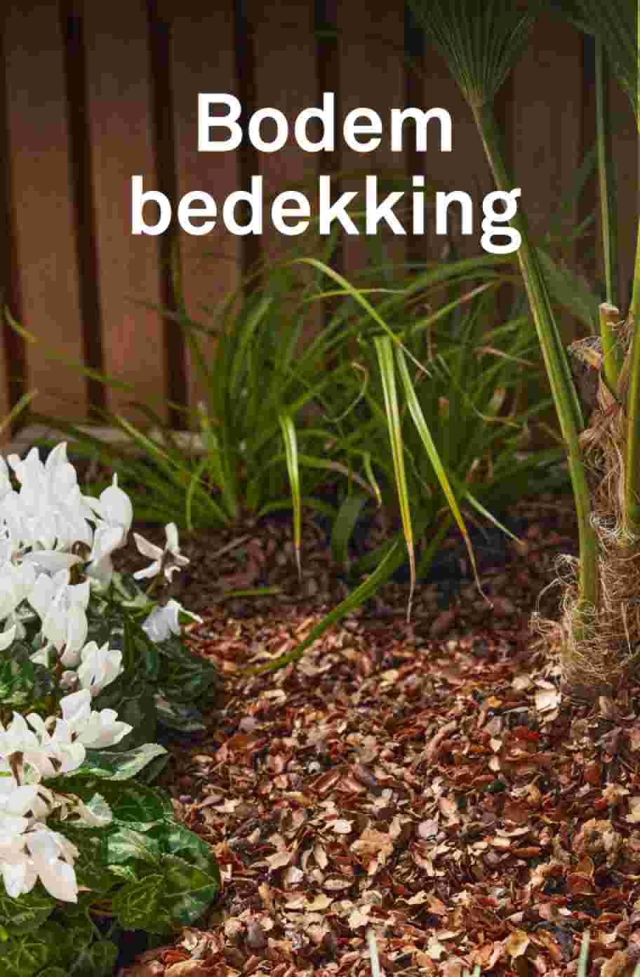 Achterin in de tuin is de grond bezaaid met bodembedekking tussen verschillende planten en bloemen