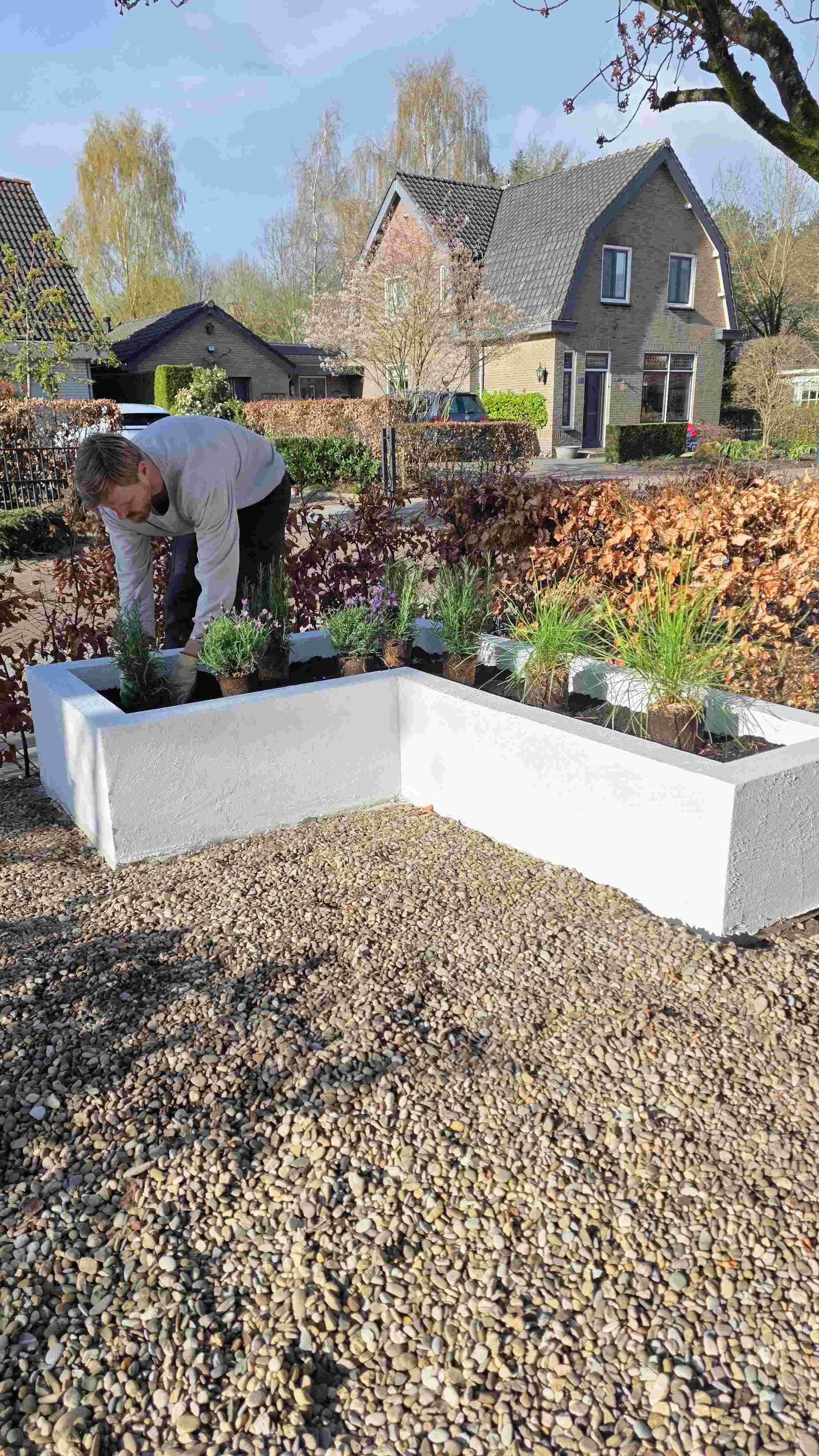 Persoon plant planten in witte verhoogde tuinbakken voor een bakstenen huis met puntdak, omringd door lentegroen.
