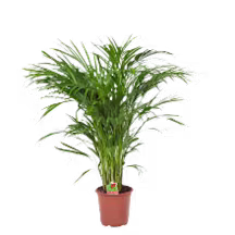 Planten