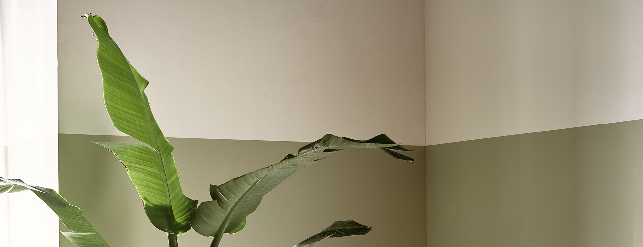 Lambrisering op een muur achter een plant