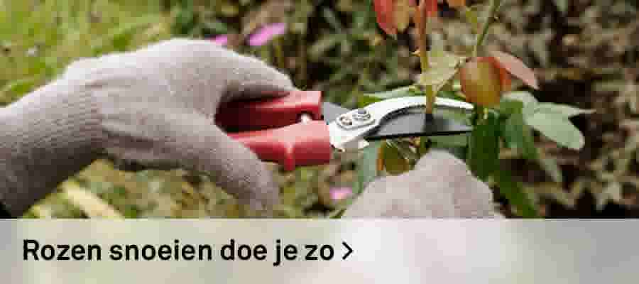 Rozen snoeien doe je zo