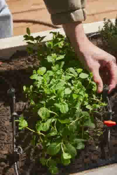 Een hand legt een druppelirrigatiesysteem aan in een plantenbak op een zonnig terras.