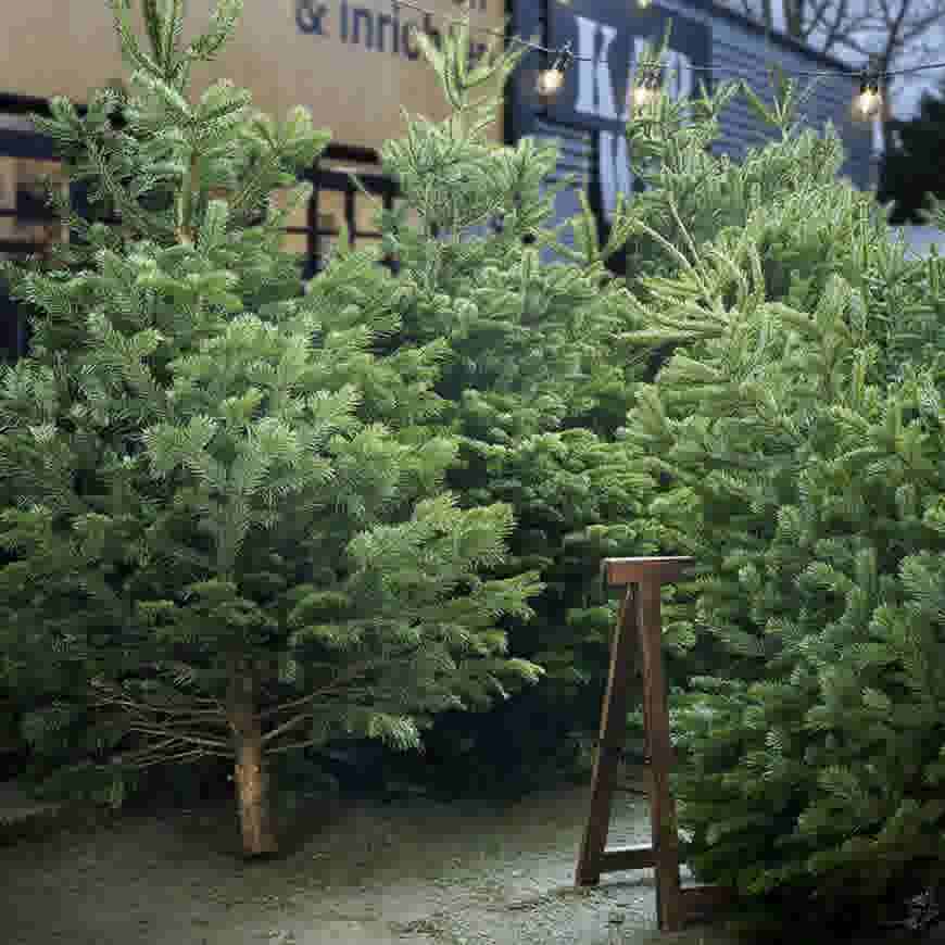 Verse kerstbomen te koop bij een winkel met feestelijke lichtjes op de achtergrond en een houten standaard tussen de bomen.
