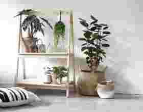 Plantenstandaard maken voor je mooiste kamerplanten 