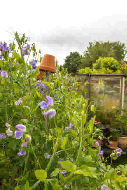 Luizen bestrijden tuin met oorwurmen