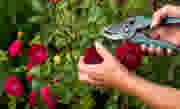 Klusadvies - tuin - Tips bij het snoeien van rozen - thumbnail