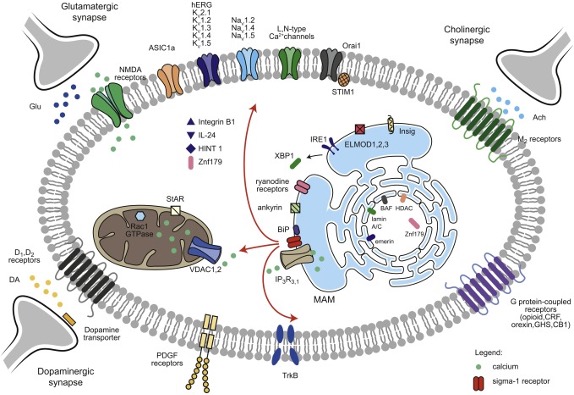 doi:10.1016/j.neubiorev.2021.10.037_summary