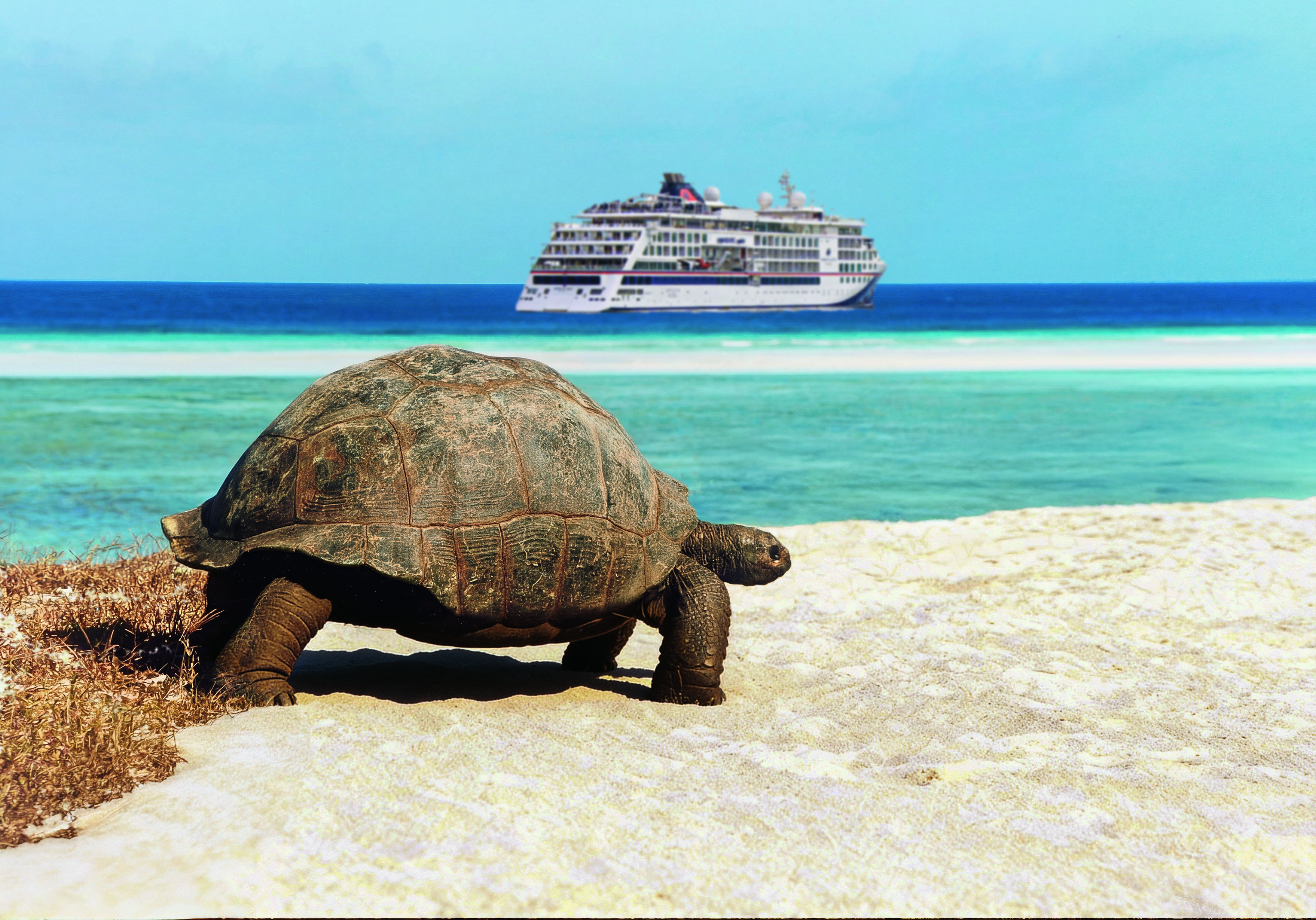 A turtle on the beach, with a Hapag-Lloyd Cruises expedition ship in the background