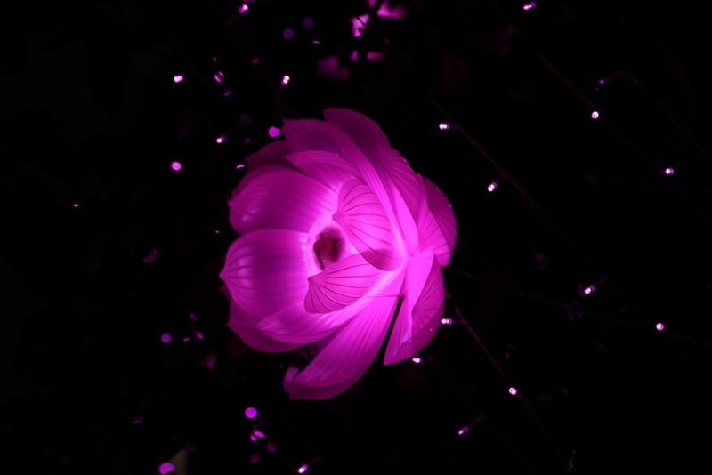 Vibrant Flower in Adobe Illustrator