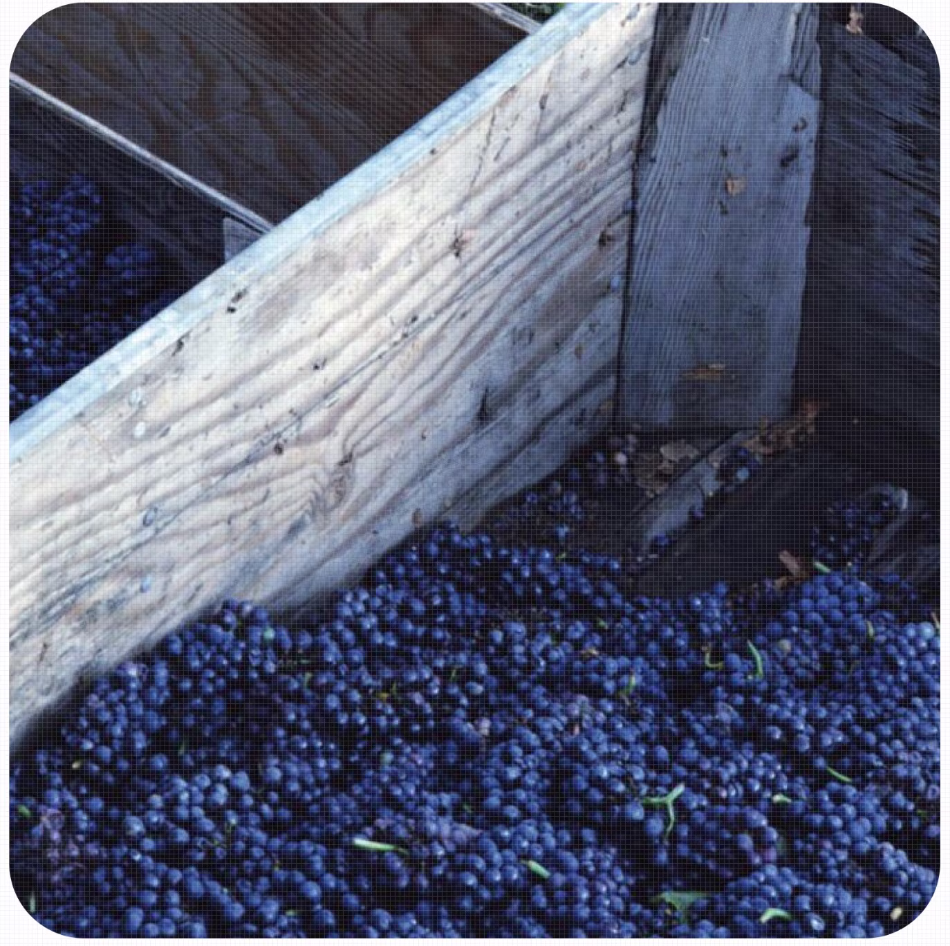 Image of grapes in a wooden box