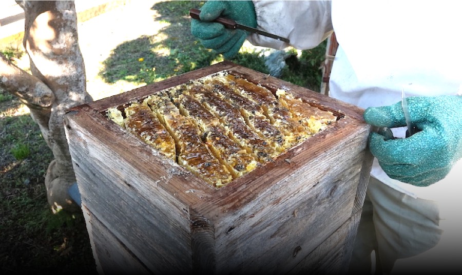 Traditional Japanese honey harvest. Apis cerana japonica 