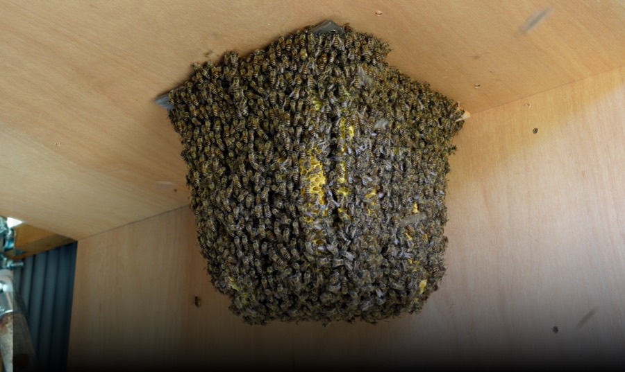 Observation beehive