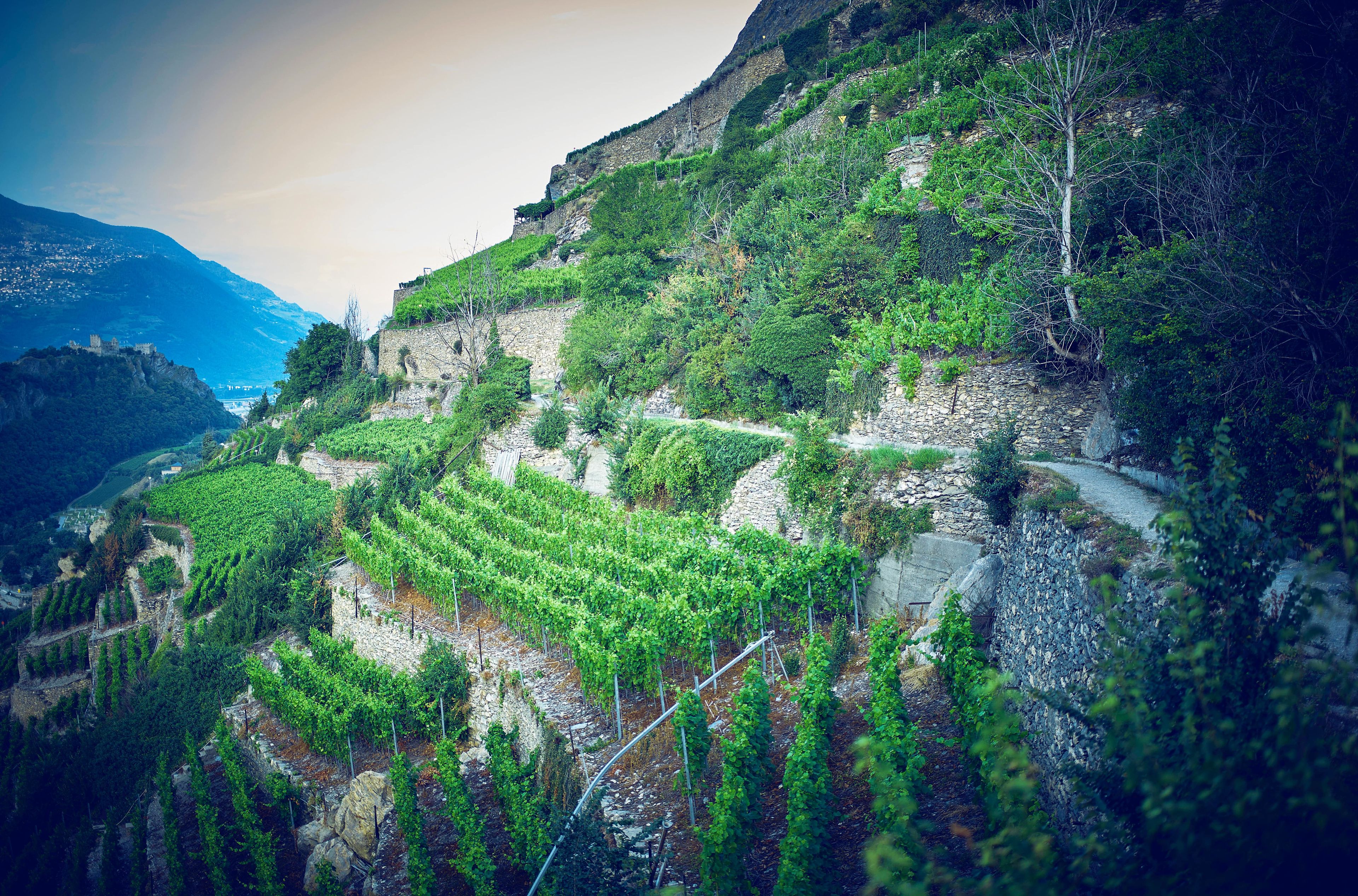 Bisse de Clavau près de Sion, Valais