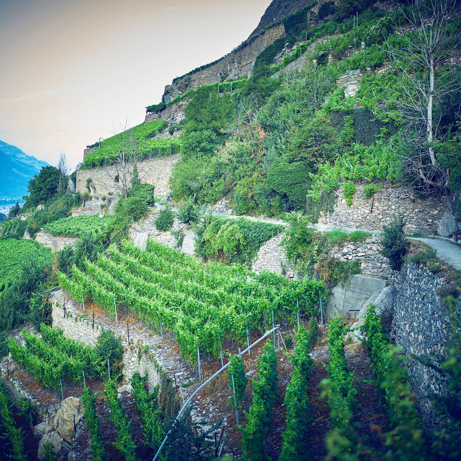 Bisse de Clavau bei Sion, Wallis