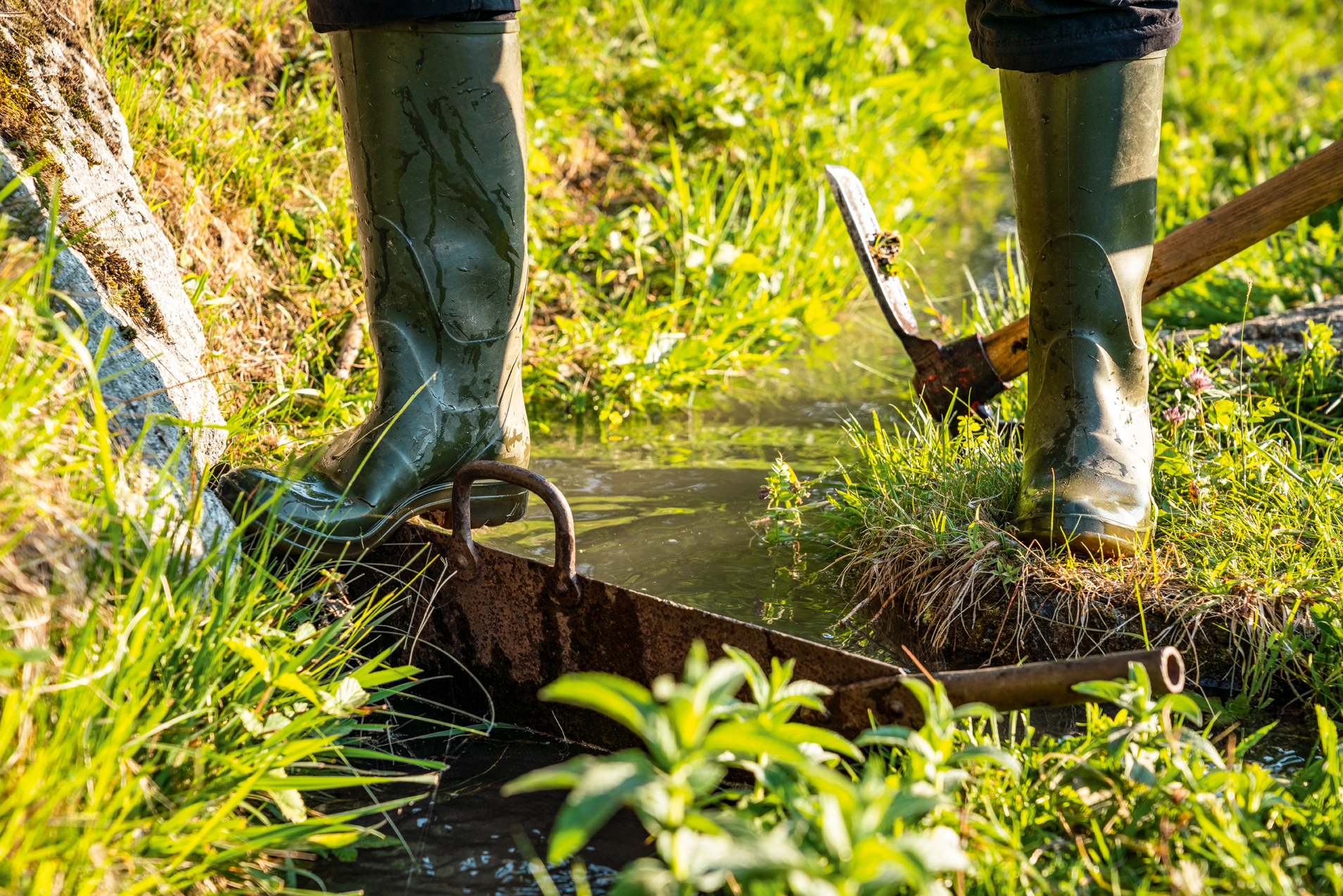 Bisse, prairie, Naters, soleil
