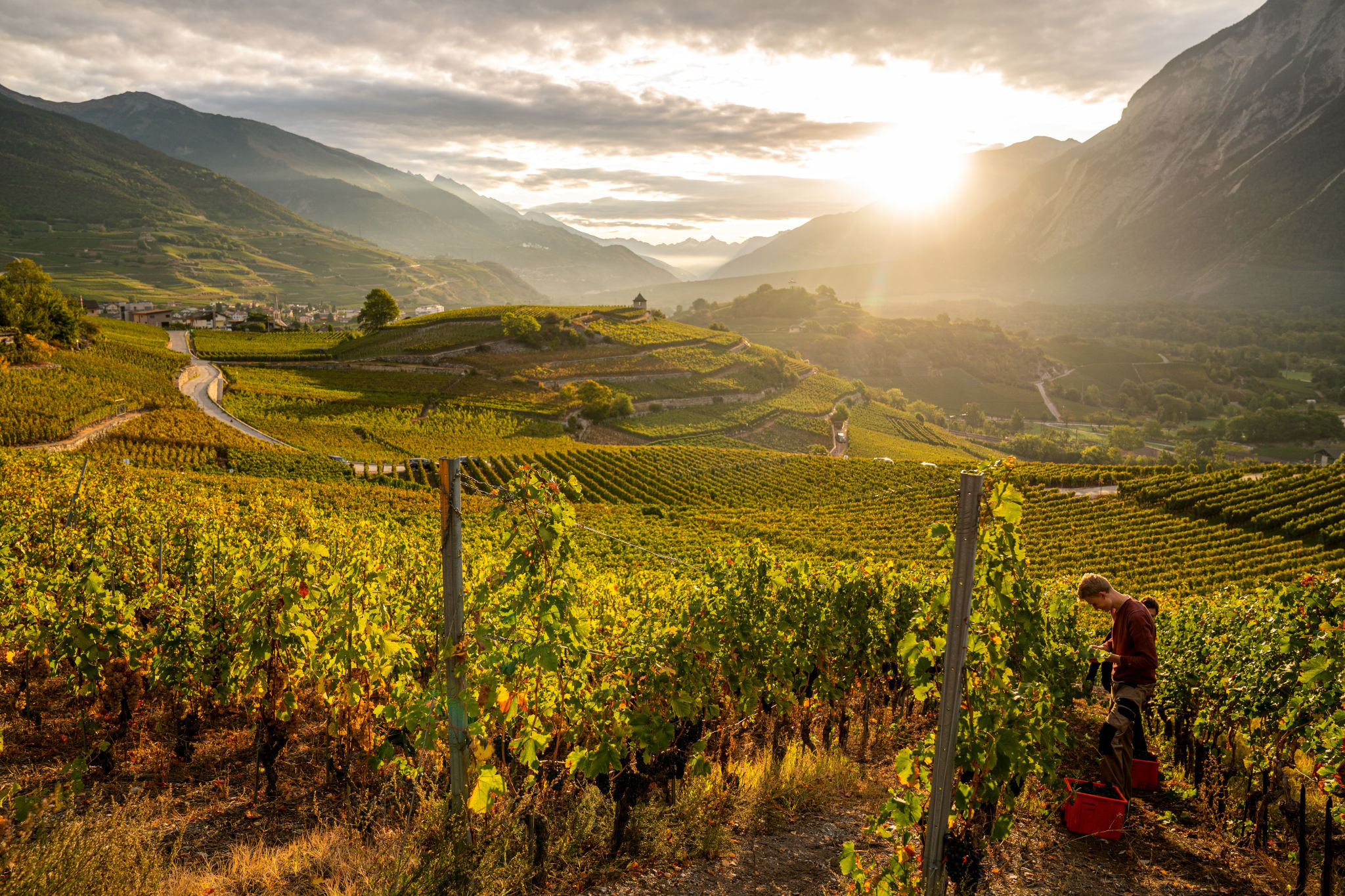 Coucher de soleil dans le vignoble de Salquenen, durabilité, viticulture en Valais, innovation, Suisse