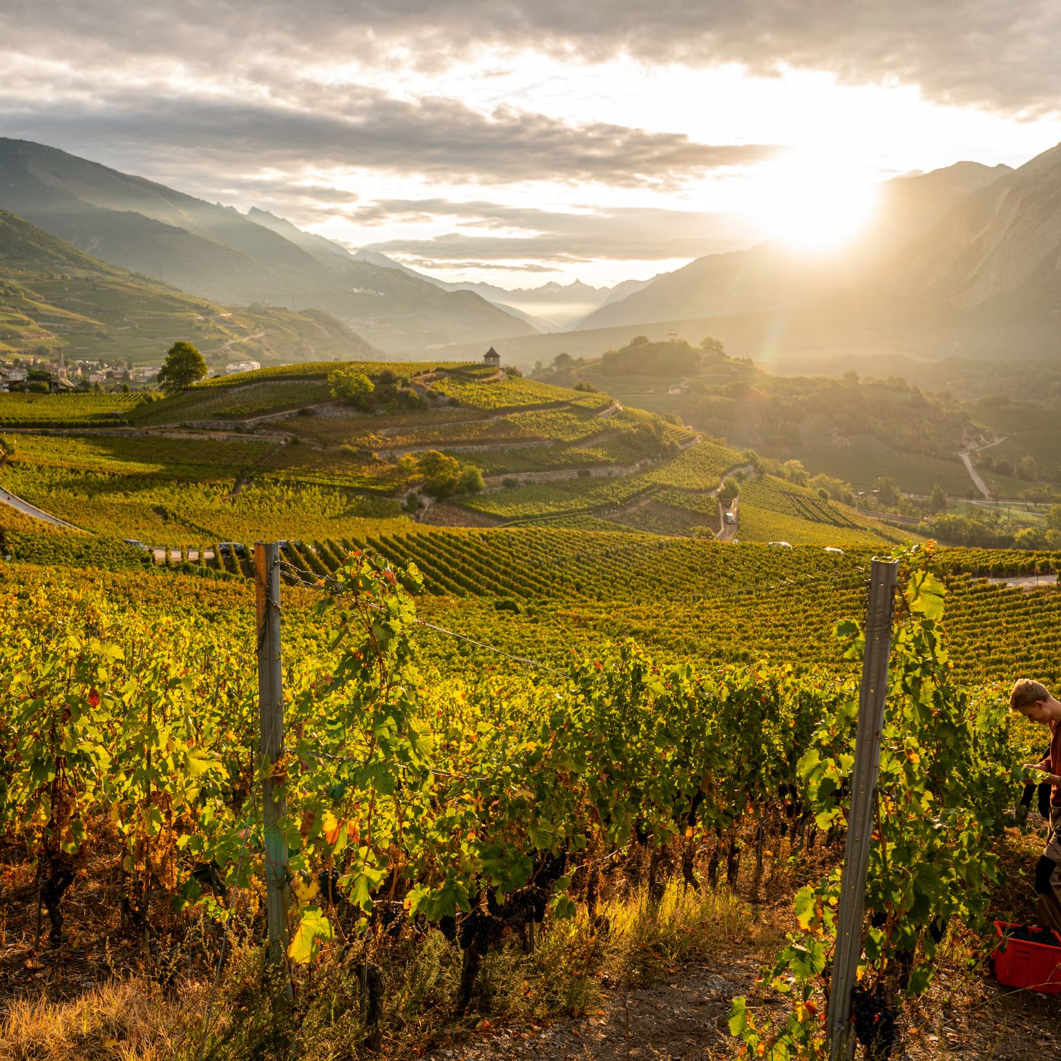 Sonnenuntergang in den Weinbergen von Salgesch, Nachhaltigkeit, Walliser Wein, Wallis, Schweiz