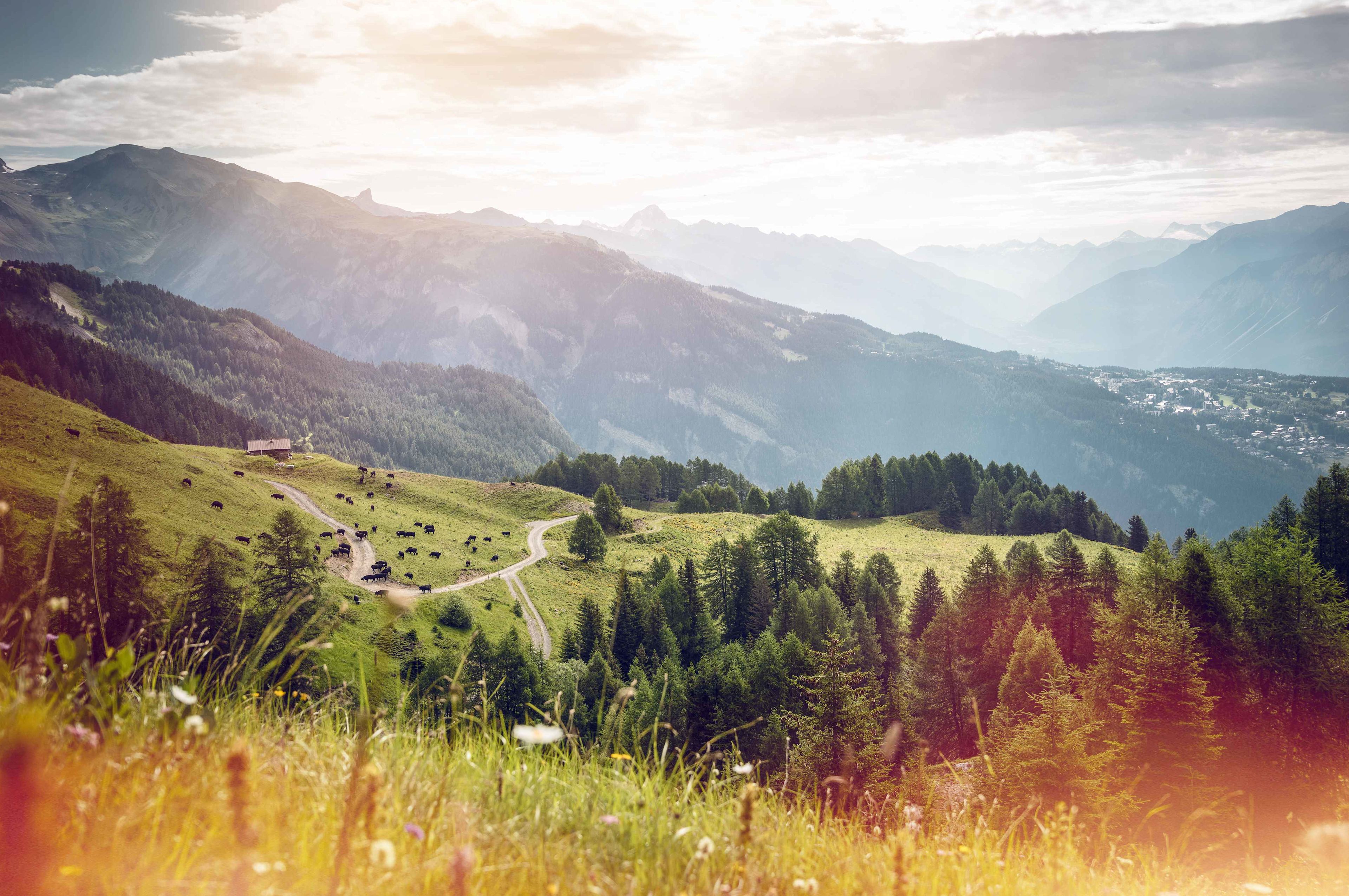 Alpage Anzère, Valais, Suisse