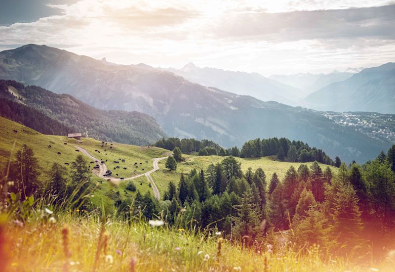Alpine pastures, Anzere, Valais, Switzerland