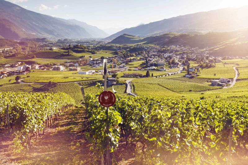 Weinberg, Wein, Önotourismus, Salgesch, Wallis, Schweiz