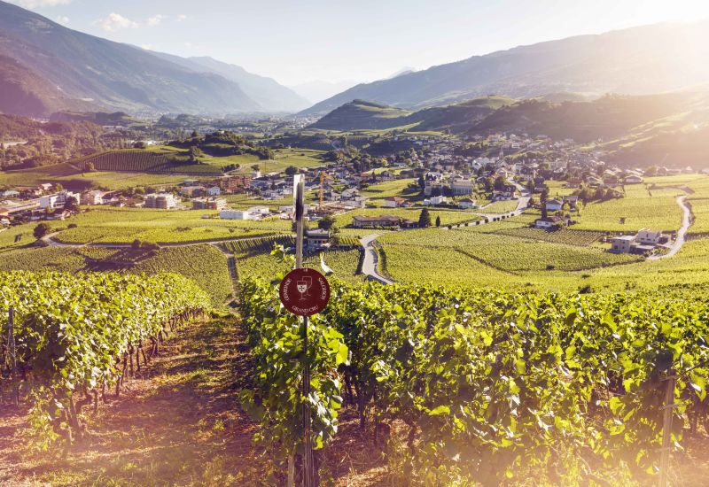 Vineyard, Wine, Enotourism, Salgesch, Valais, Switzerland