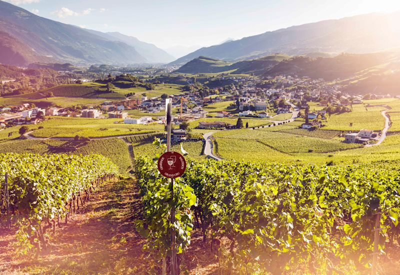 Vignoble, Vin, Oenotourisme, Salquenen, Valais, Suisse