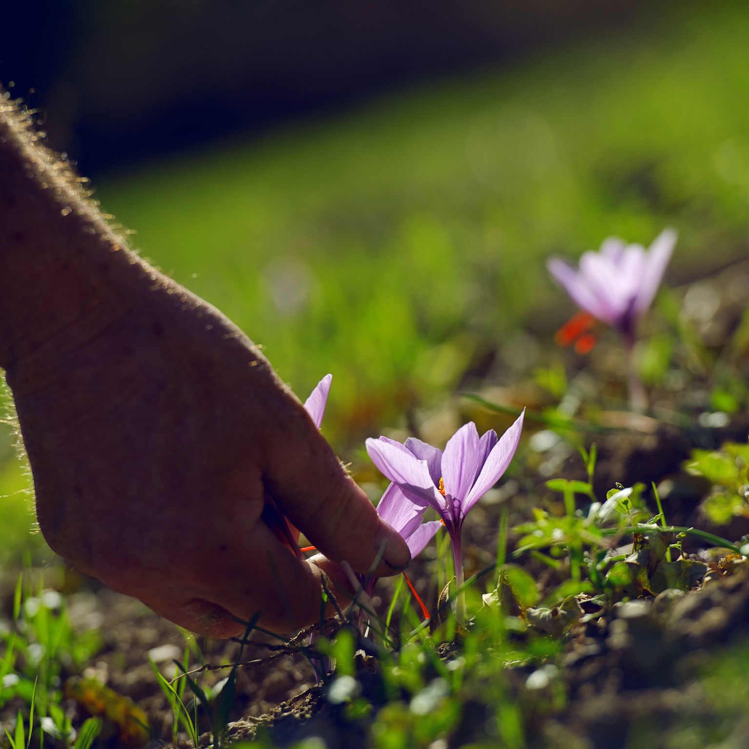 Saffron flower, saffron village Mund, Valais