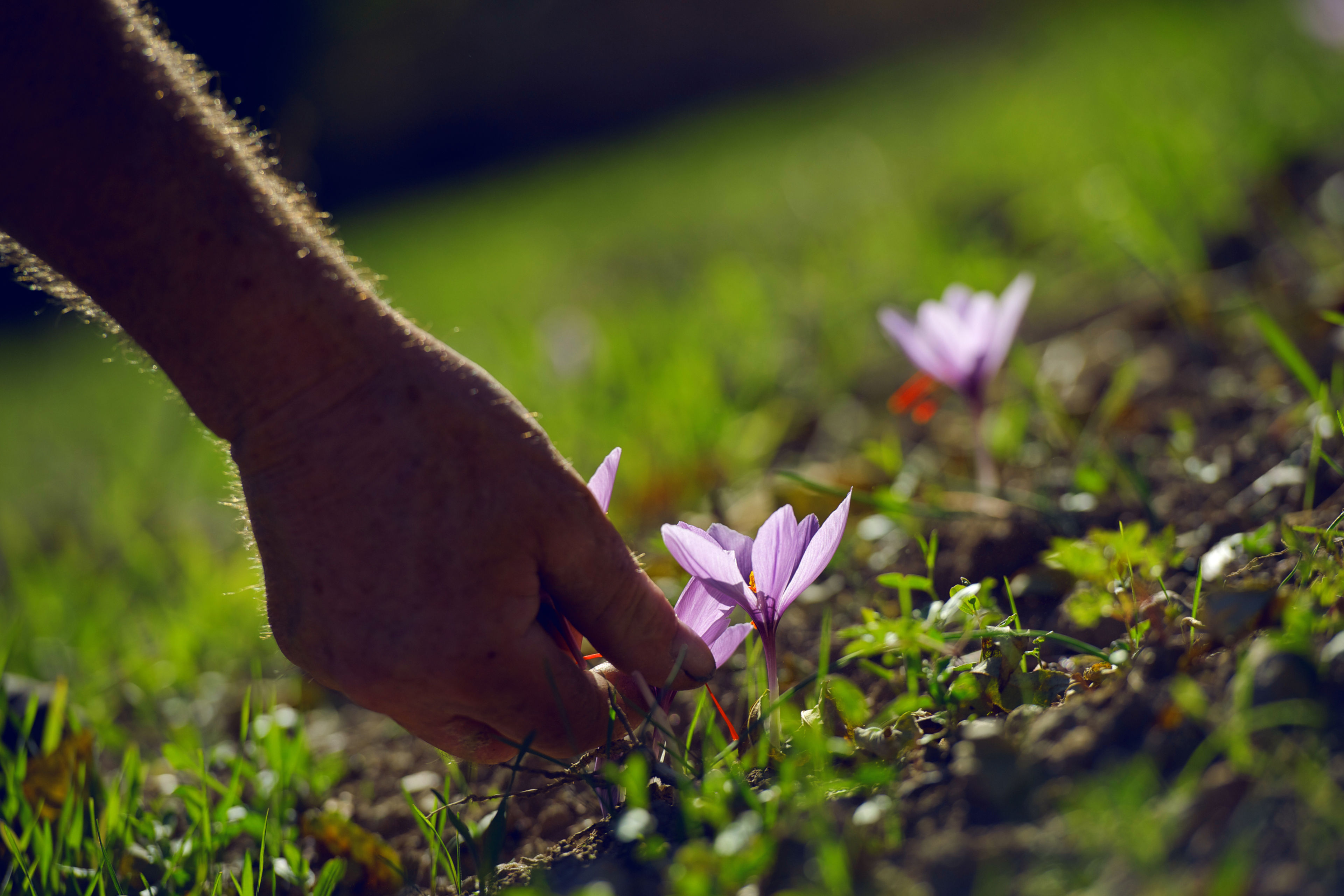 Saffron flower, saffron village Mund, Valais