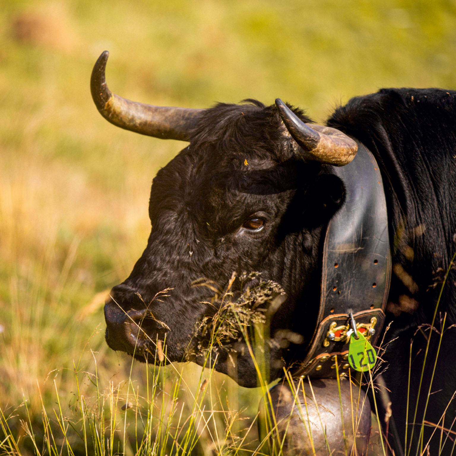 Vache d'Hérens, Val d'Hérens, Valais, Suisse